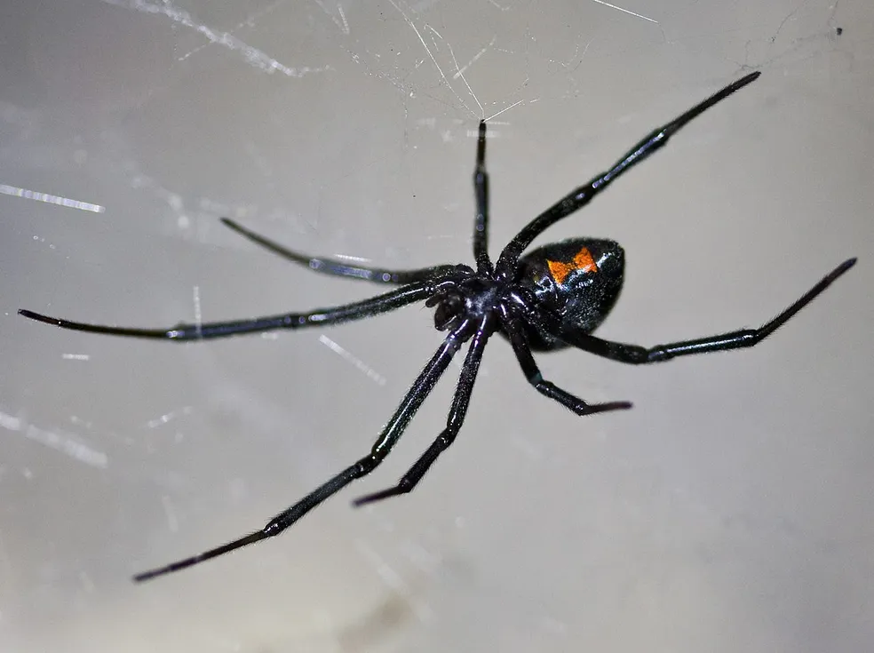 Brasil Tem A Aranha Mais Perigosa Do Mundo